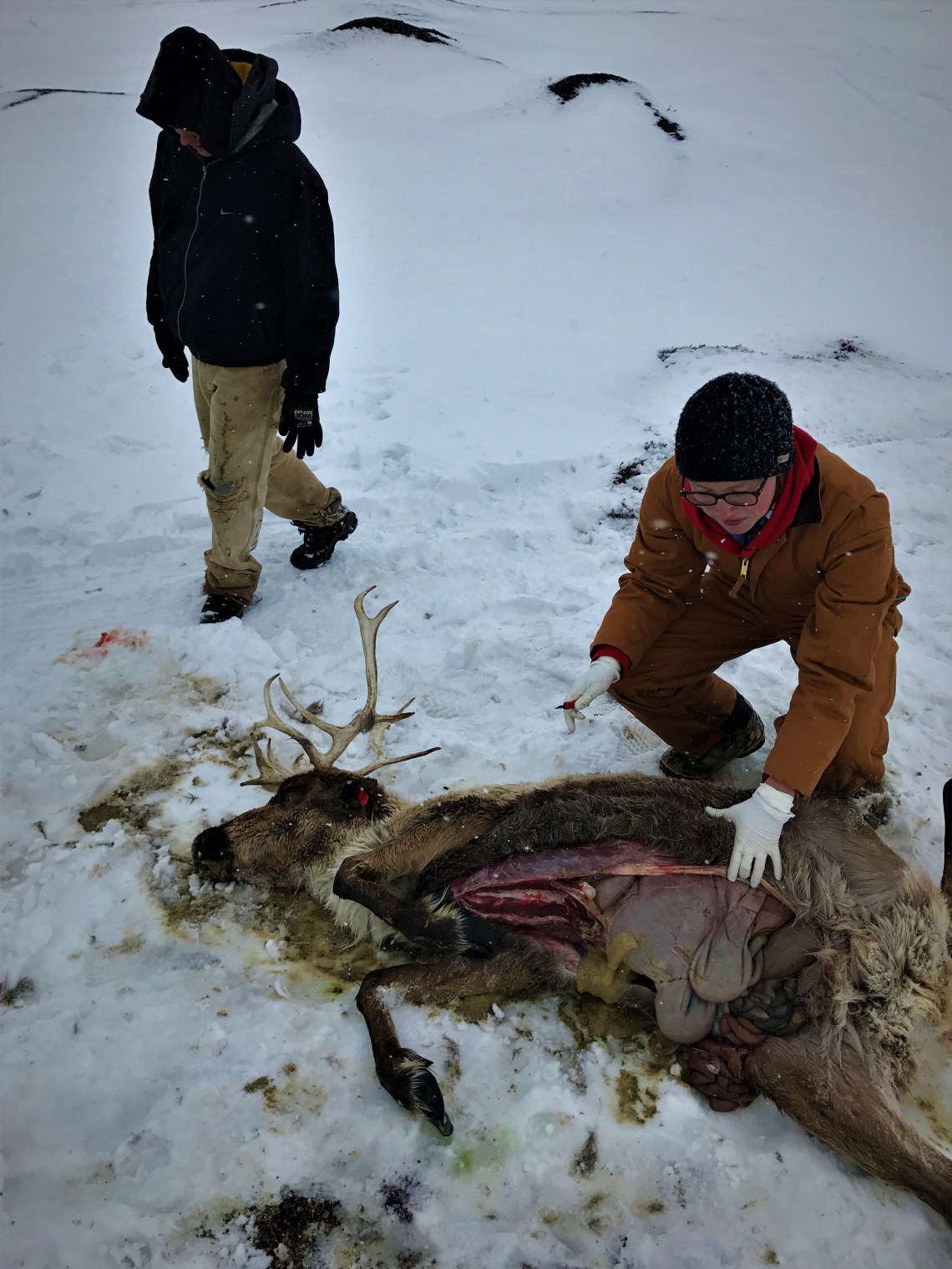 Reindeer autopsy