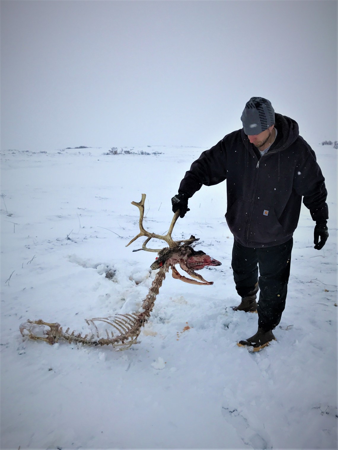 reindeer skeleton
